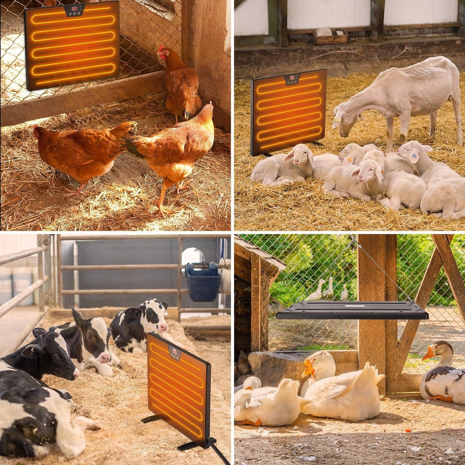 Chicken Coop Heater – 100/200 Watts Radiant Heat, Energy Efficient, Safer Than Brooder Lamps, 3 Ways to Use for Outdoor Chicken Coops - ClubOn