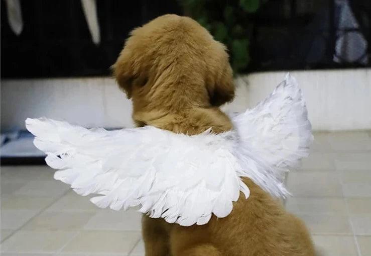 Pet Holiday Feather Wings Costume - Christmas & Halloween - ClubOn